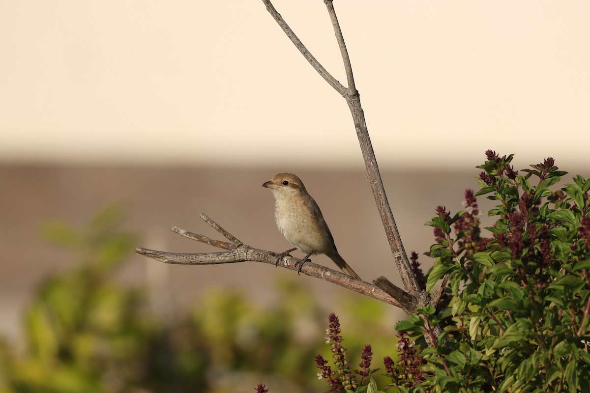 Сорокопуд рудохвостий - ML645878148