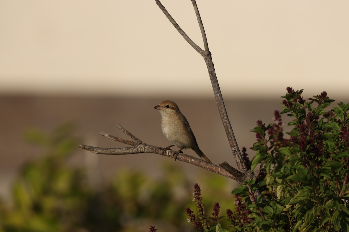 Сорокопуд рудохвостий - ML645878149