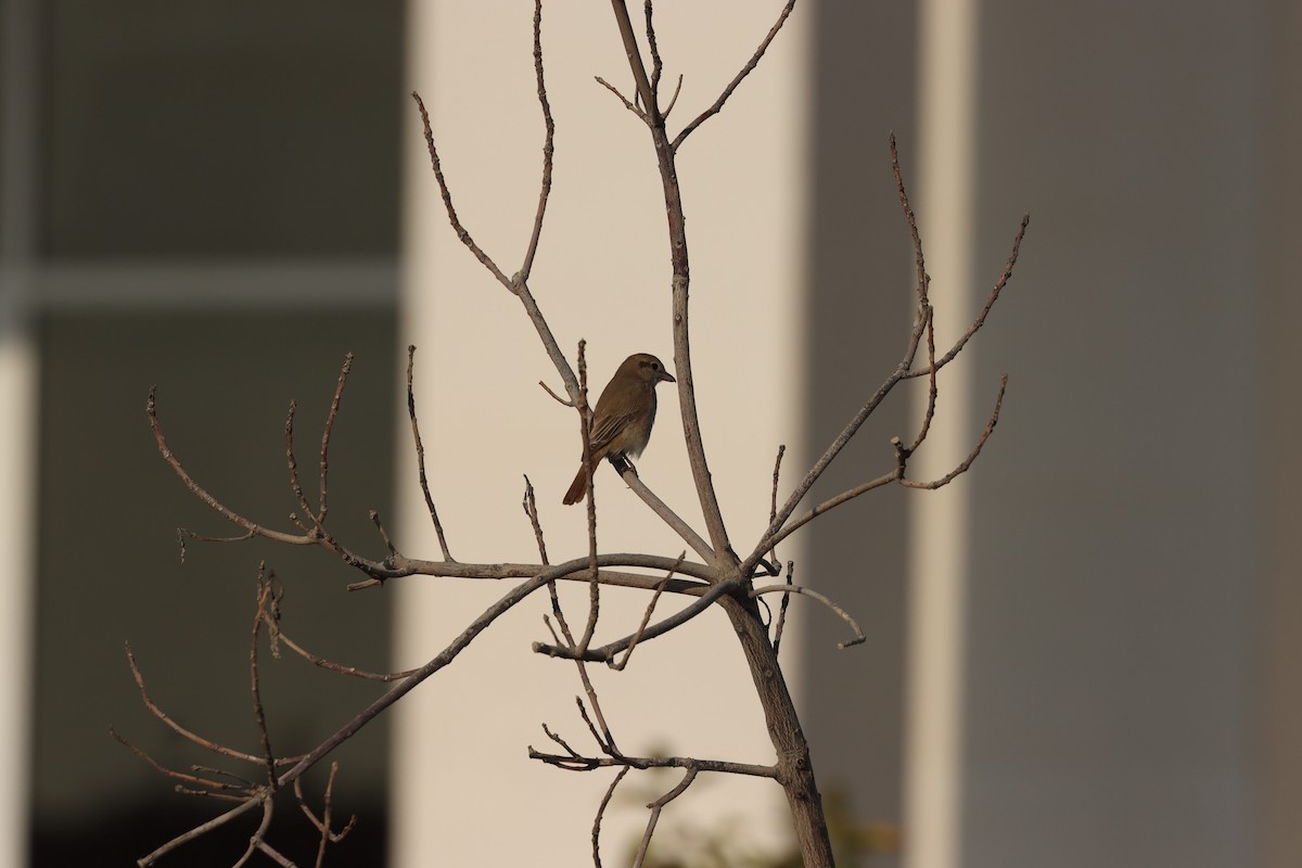 Сорокопуд рудохвостий - ML645878150