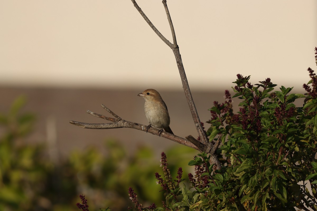 Сорокопуд рудохвостий - ML645878152