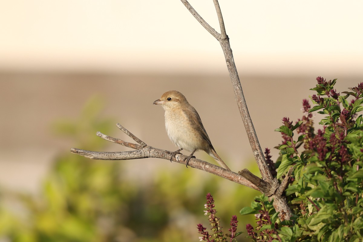Сорокопуд рудохвостий - ML645878153