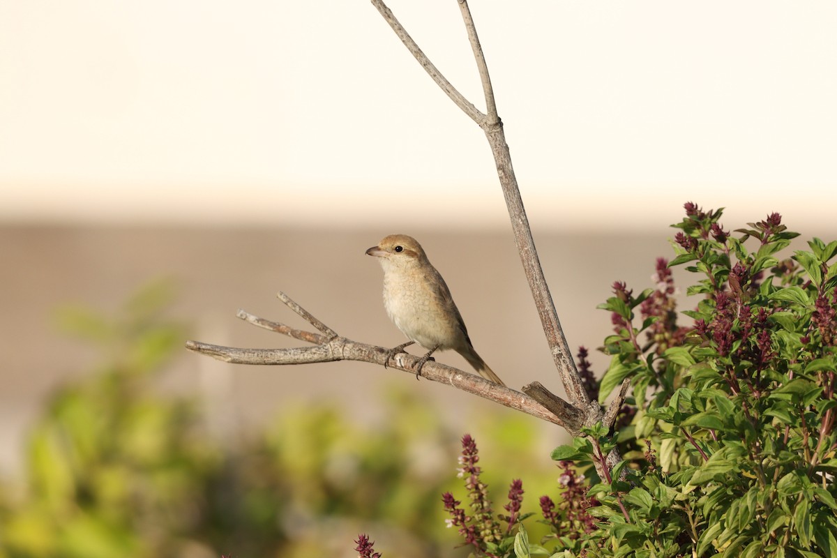 Сорокопуд рудохвостий - ML645878154