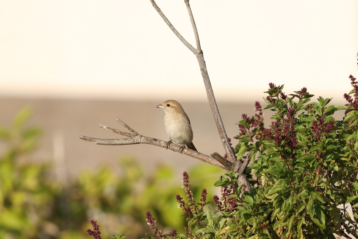 Сорокопуд рудохвостий - ML645878155