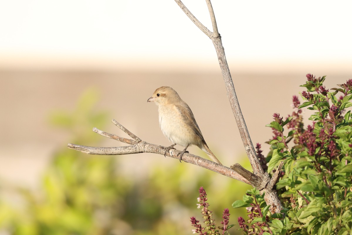 Сорокопуд рудохвостий - ML645878156
