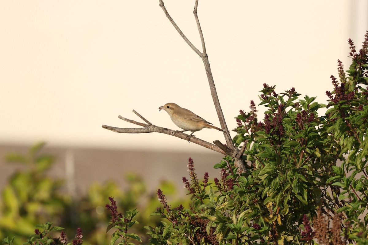 Сорокопуд рудохвостий - ML645878157