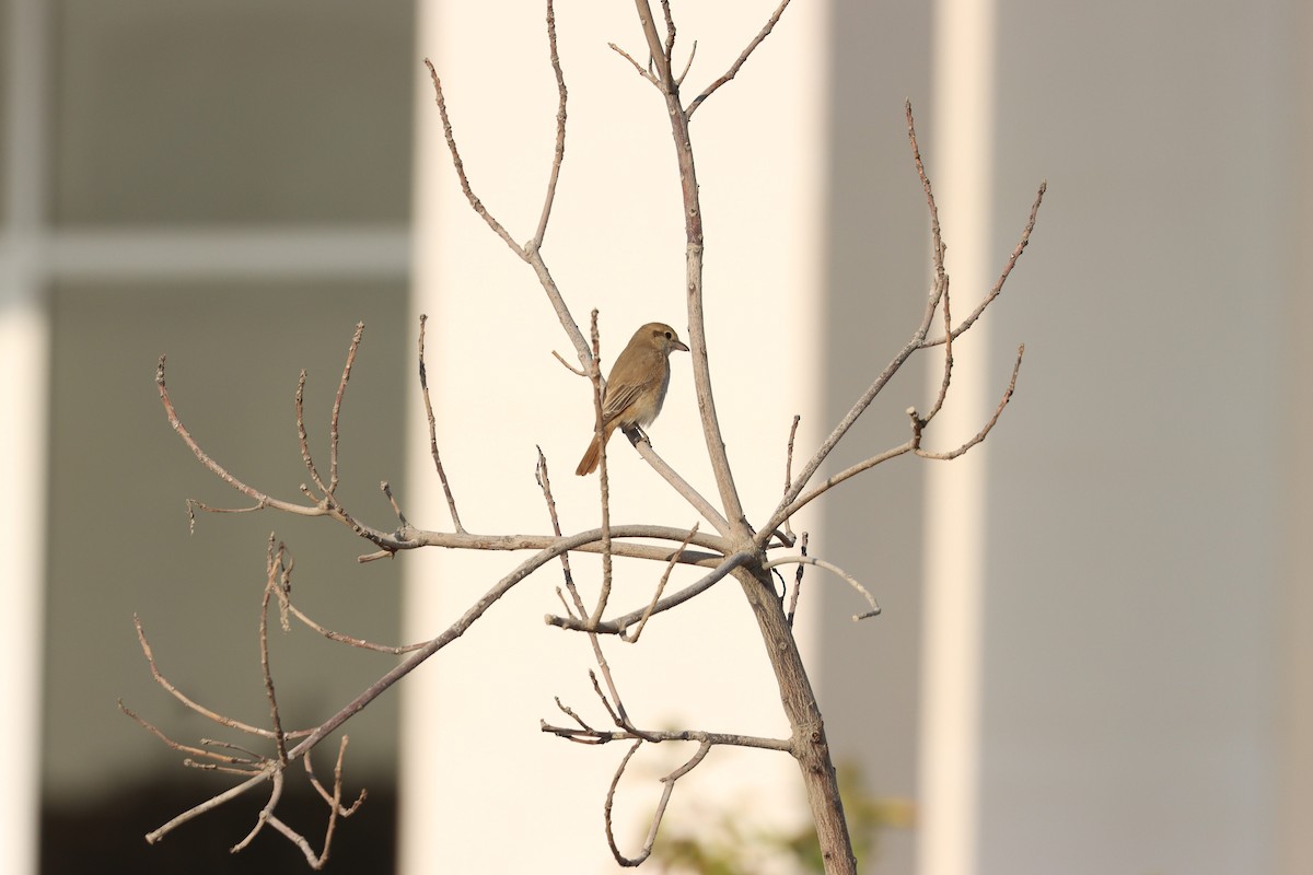 Сорокопуд рудохвостий - ML645878158