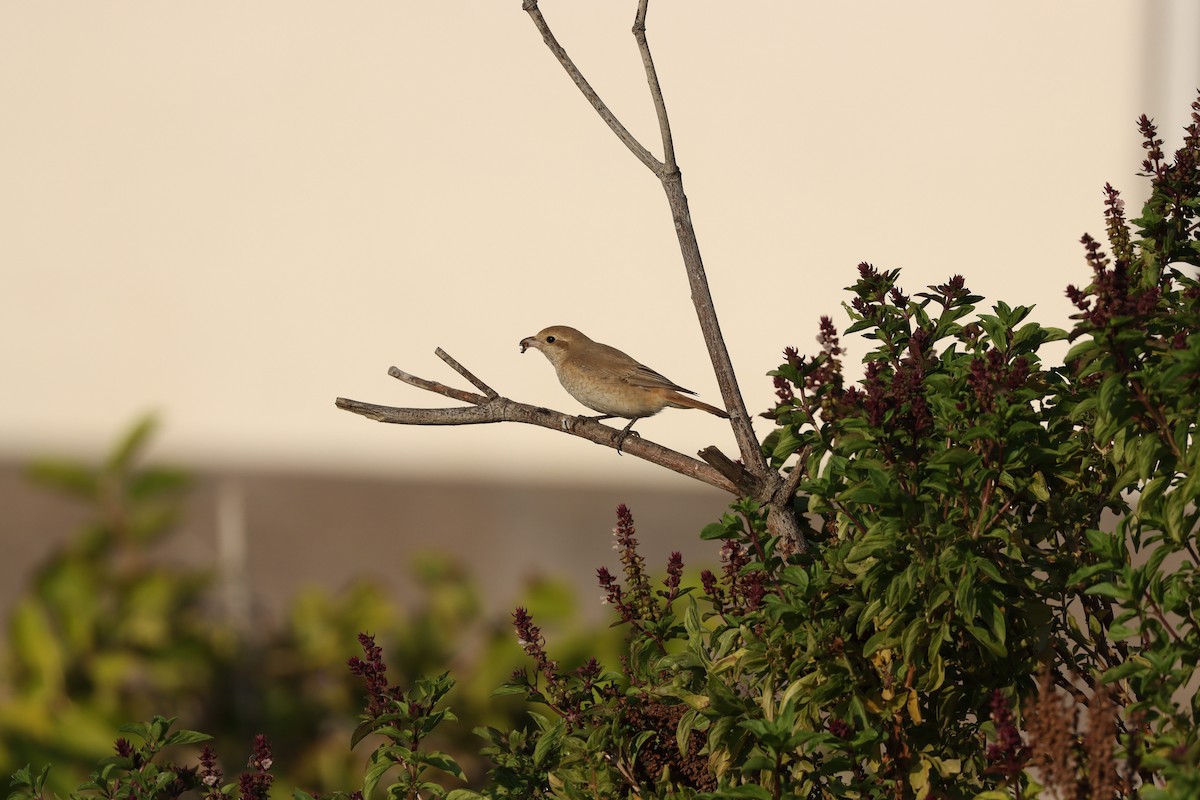 Сорокопуд рудохвостий - ML645878159