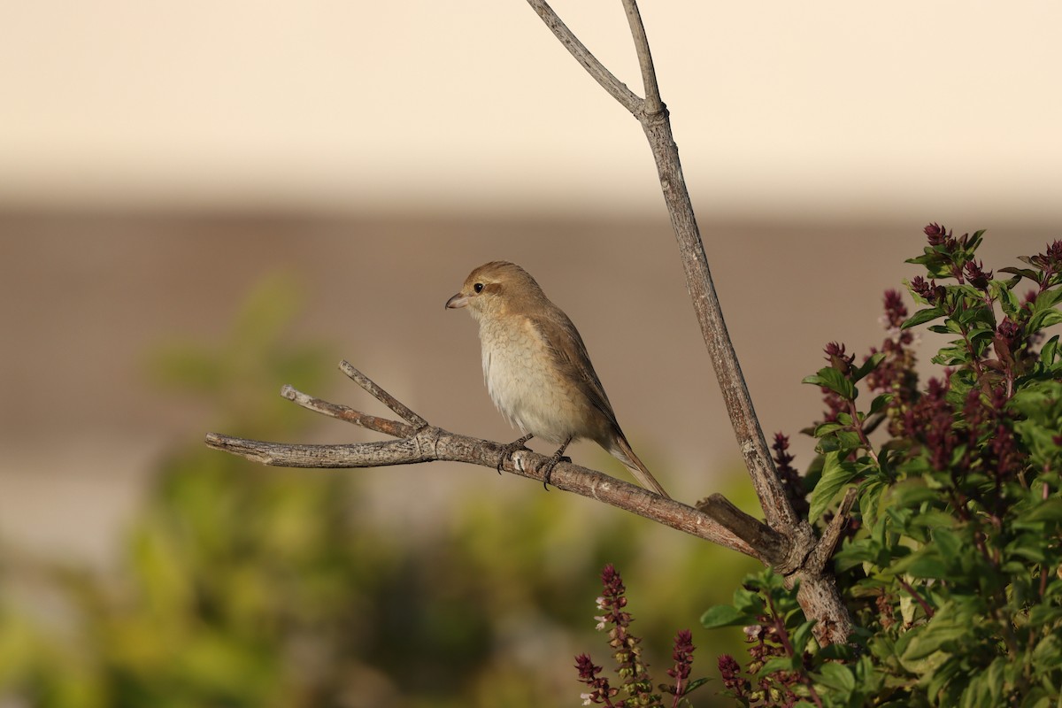 Сорокопуд рудохвостий - ML645878160