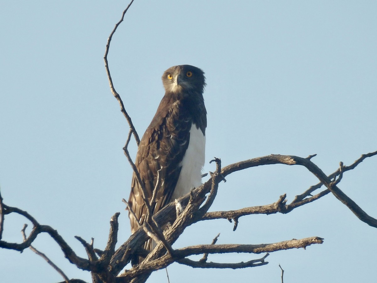 Змієїд чорноволий - ML645878161