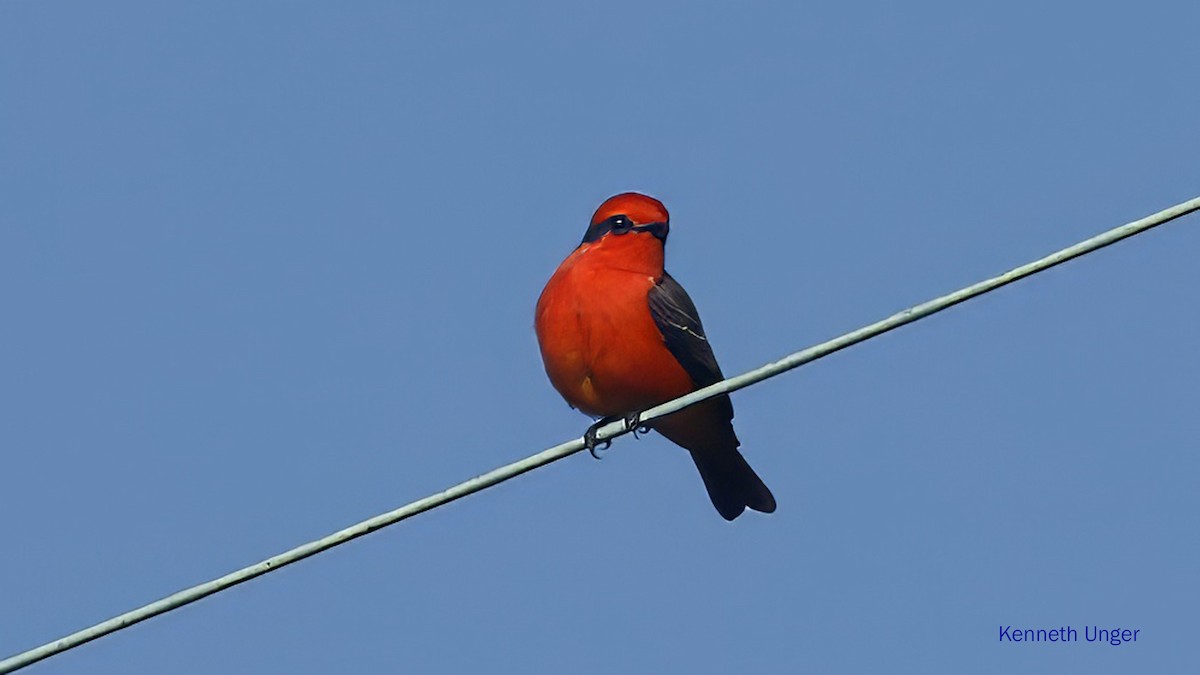 Москверо вогнистий - ML645878171