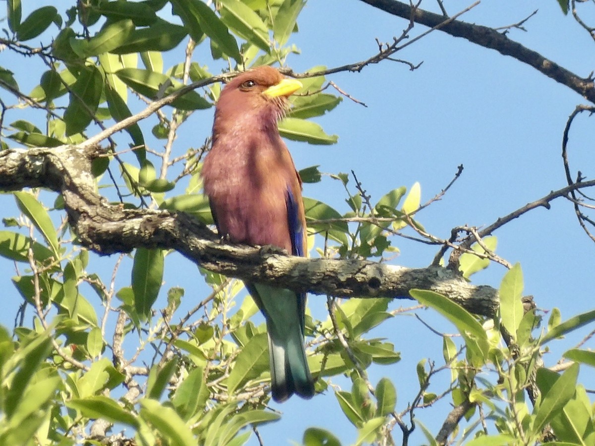 Широкорот африканський - ML645878173