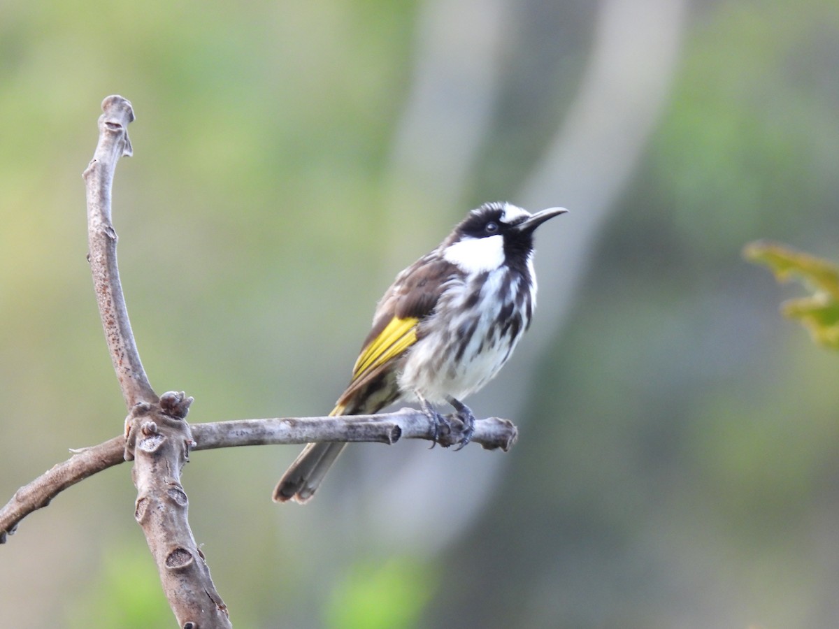 Медовка білощока - ML645878174