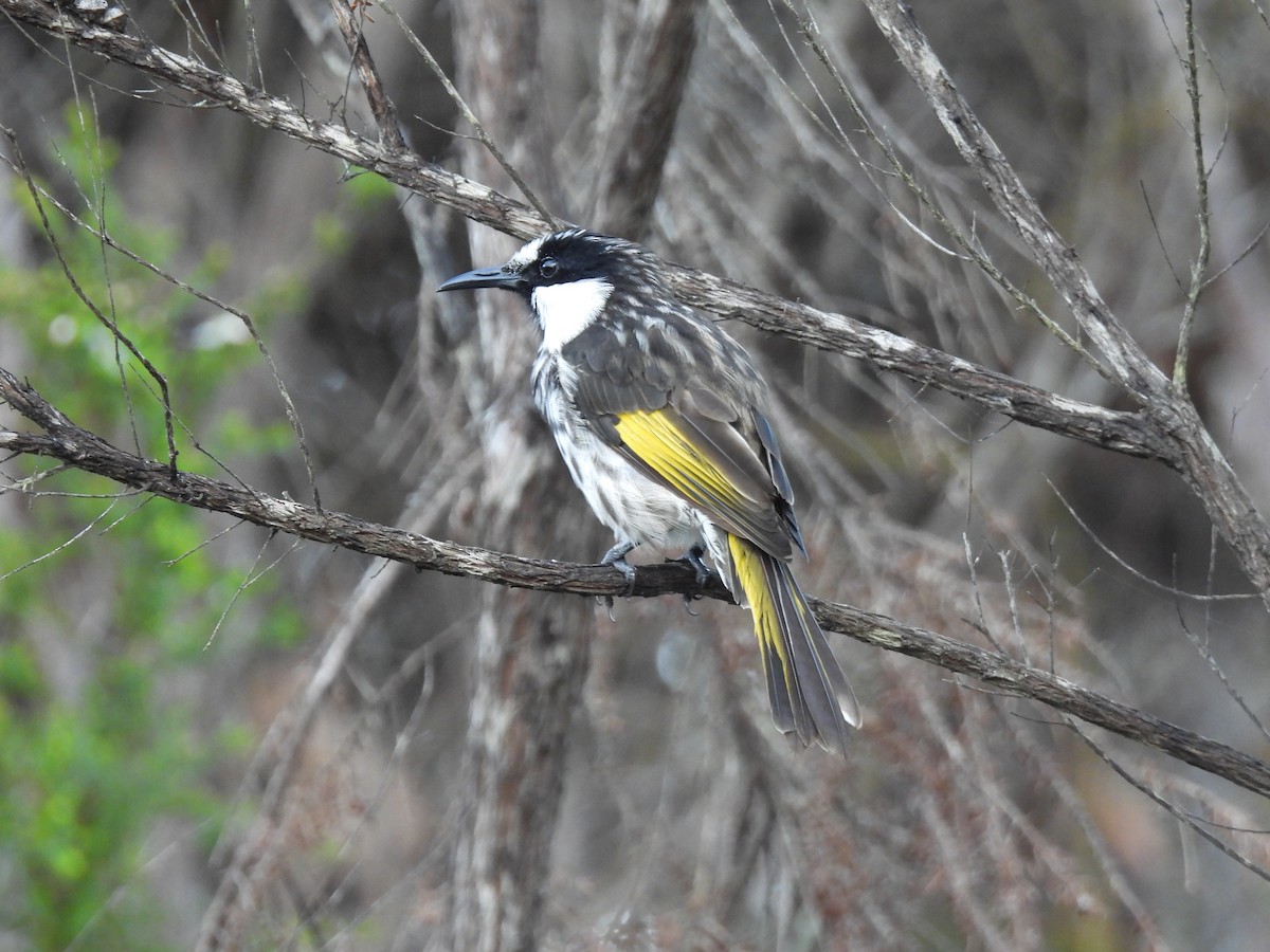 Медовка білощока - ML645878175