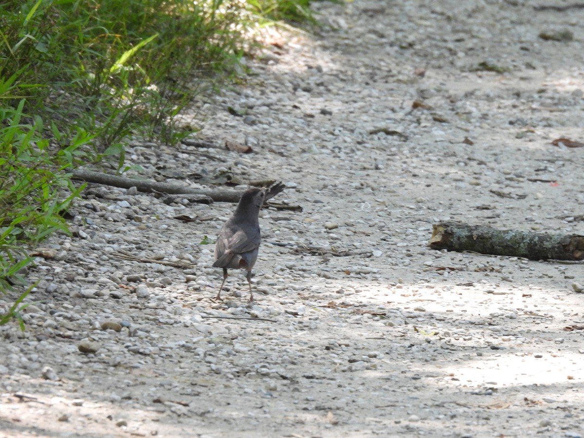 Пересмішник сірий - ML645878176