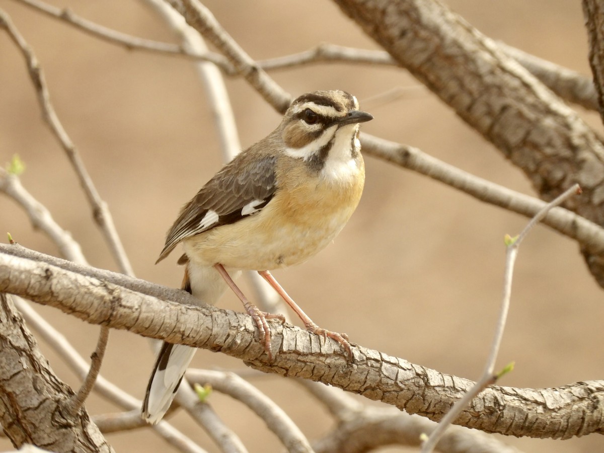 Bearded Scrub-Robin - ML645878179