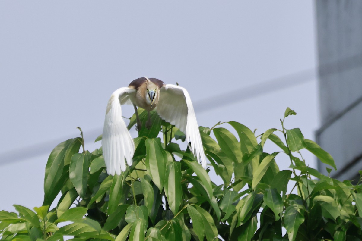 Indian Pond-Heron - ML645878185