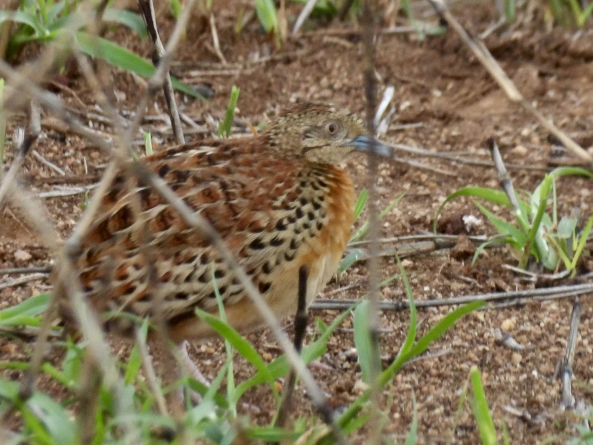 林三趾鶉 - ML645878190