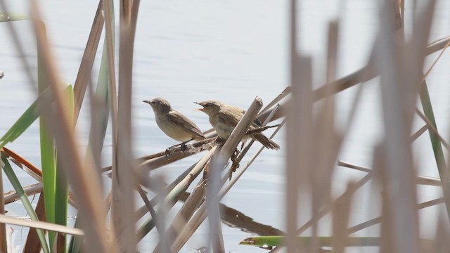 Australian Reed Warbler - ML645878191