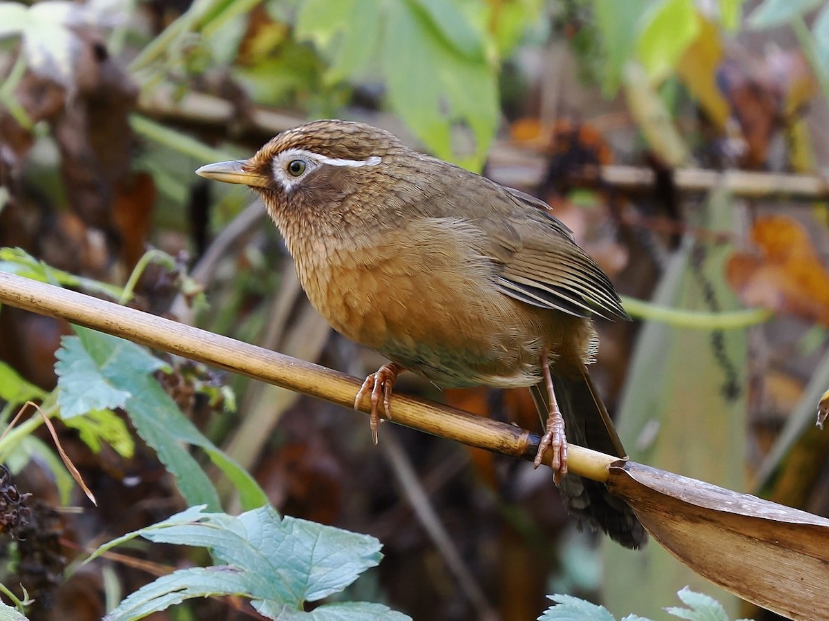 Гуамея світлоока - ML645878195