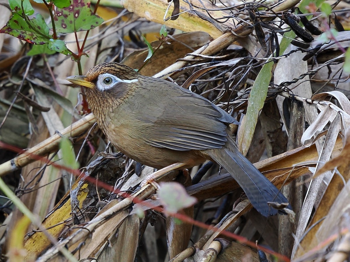 Гуамея світлоока - ML645878210