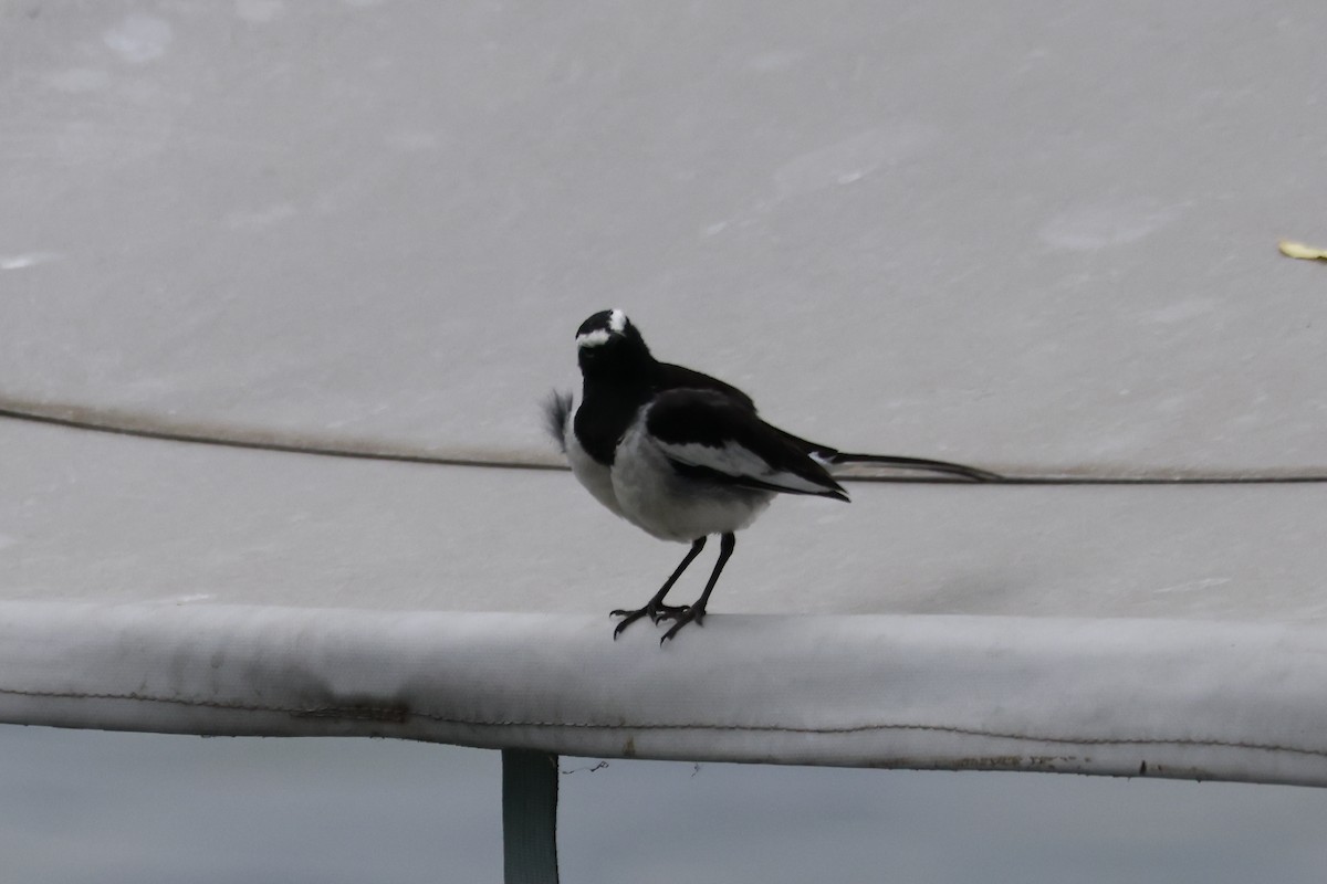 Bergeronnette indienne - ML645878211