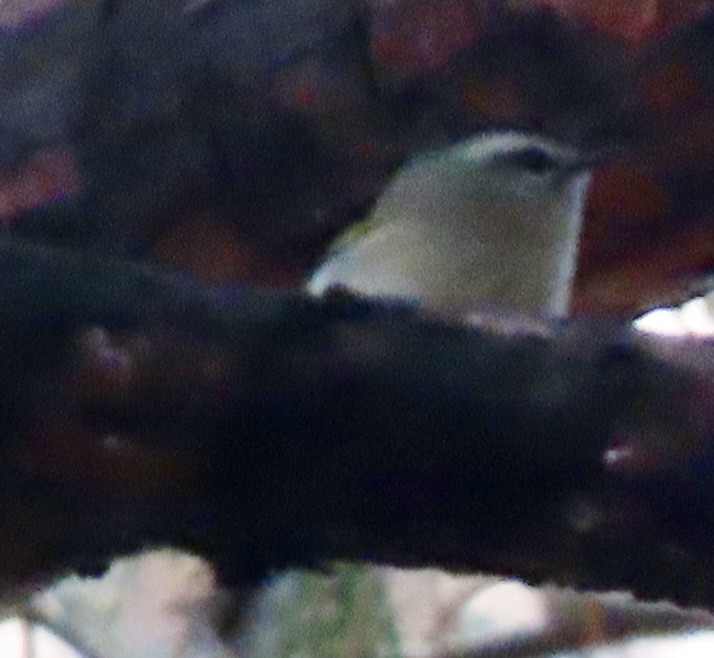 Erregetxo amerikarra - ML645878214