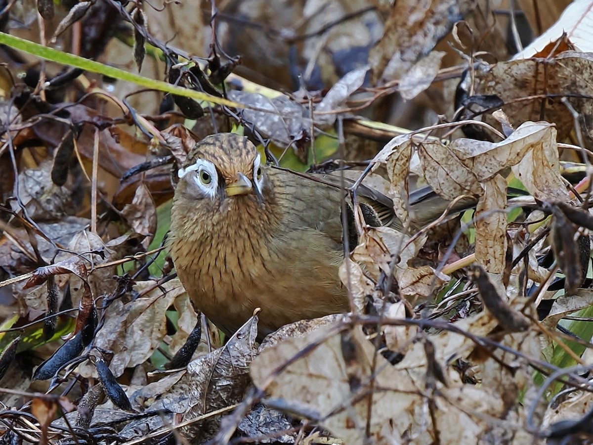 Гуамея світлоока - ML645878217