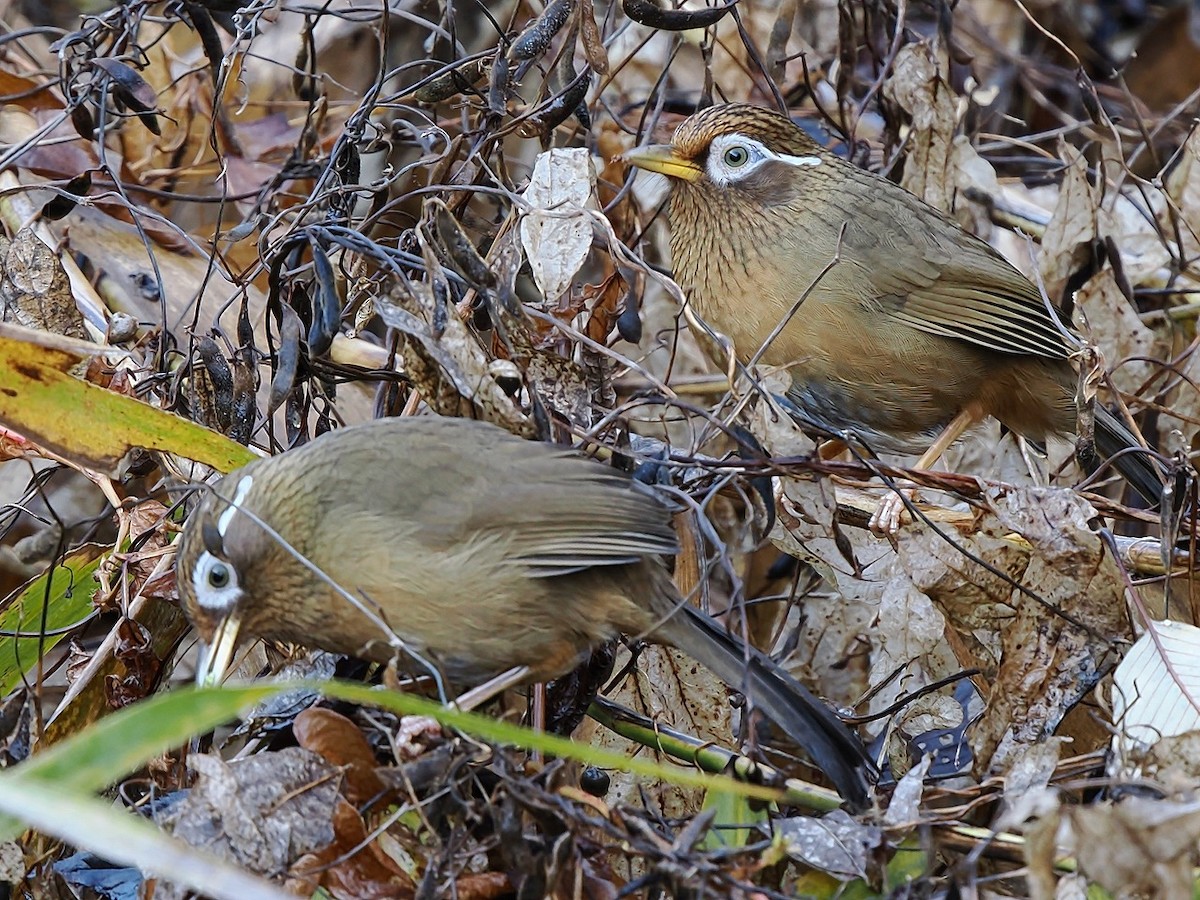Гуамея світлоока - ML645878220
