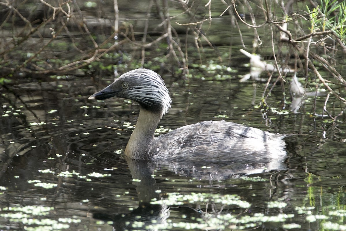 sølvhodedykker - ML645878222