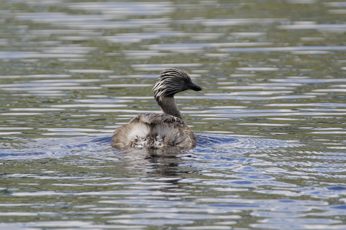 sølvhodedykker - ML645878223