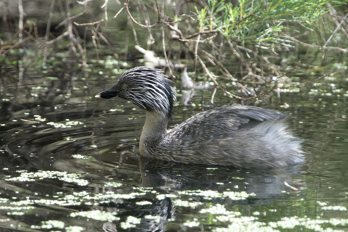sølvhodedykker - ML645878224