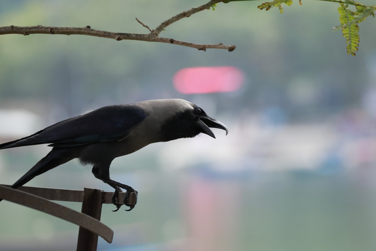 家烏鴉 - ML645878227