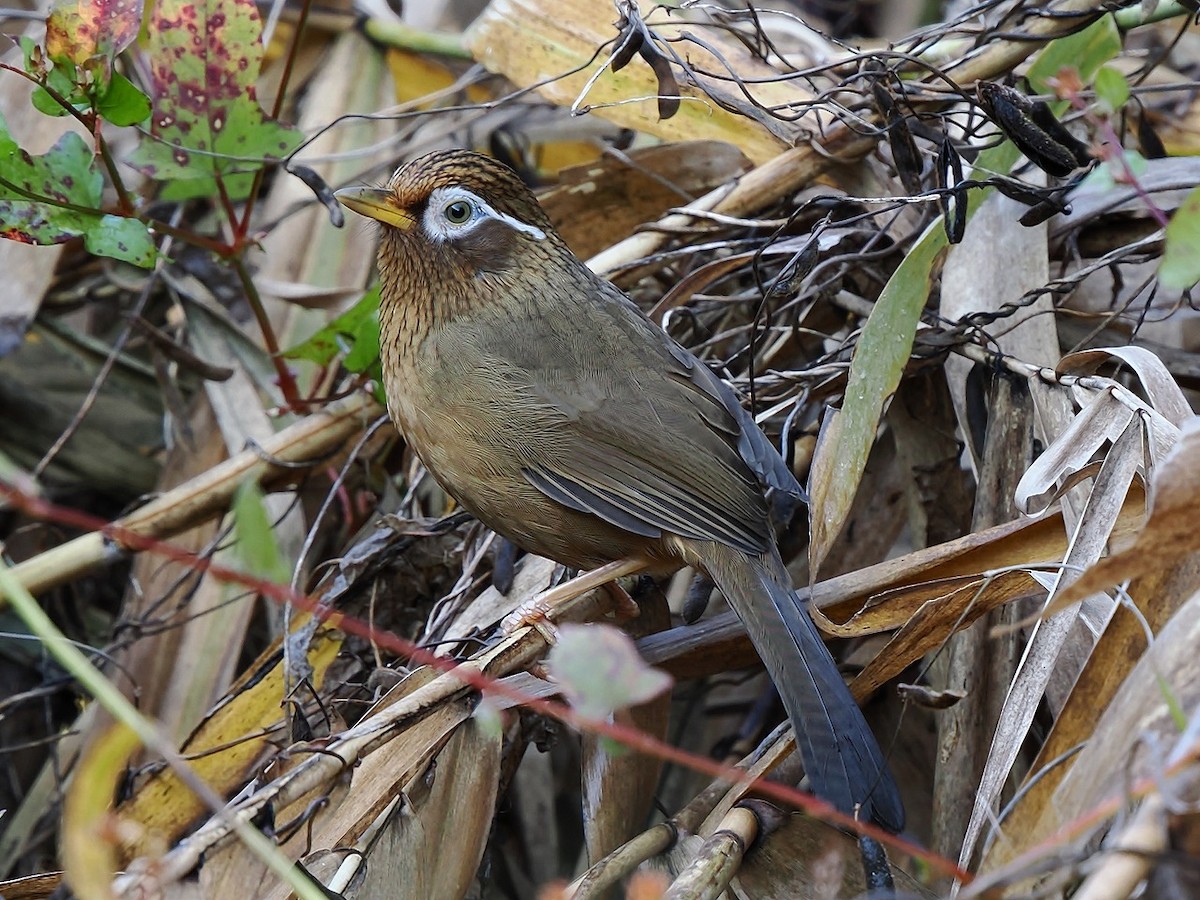 大陸畫眉 - ML645878237