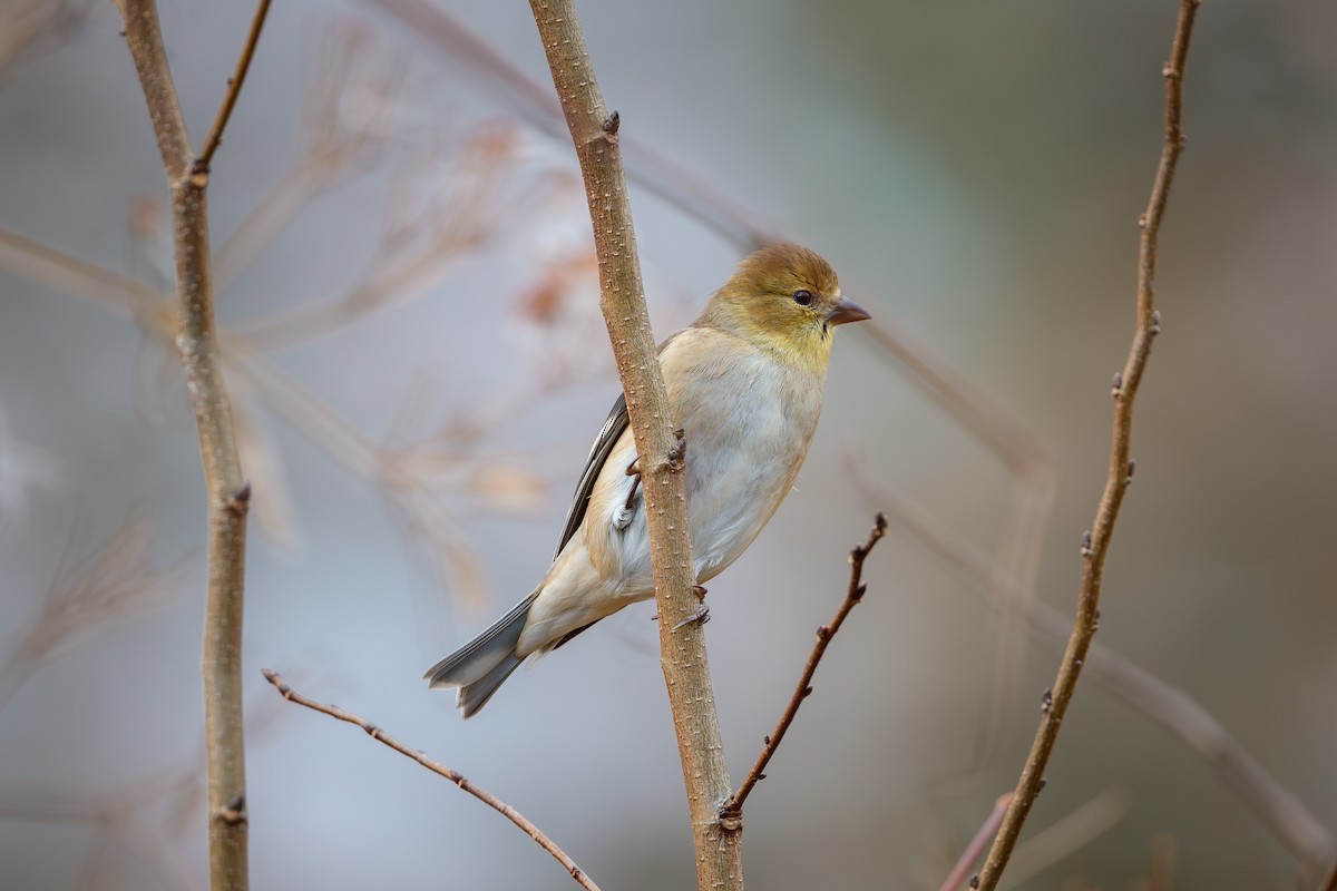 American Goldfinch - ML645878241