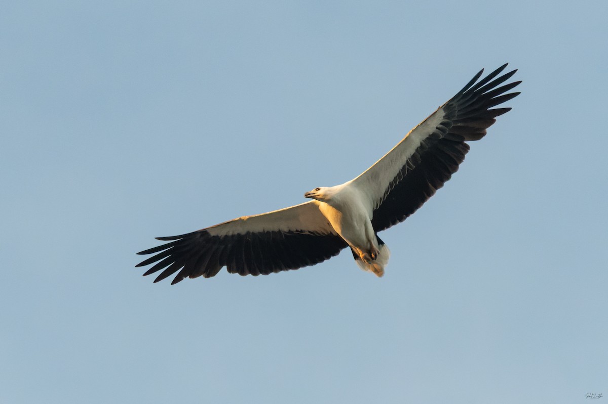 白腹海鵰 - ML645878243