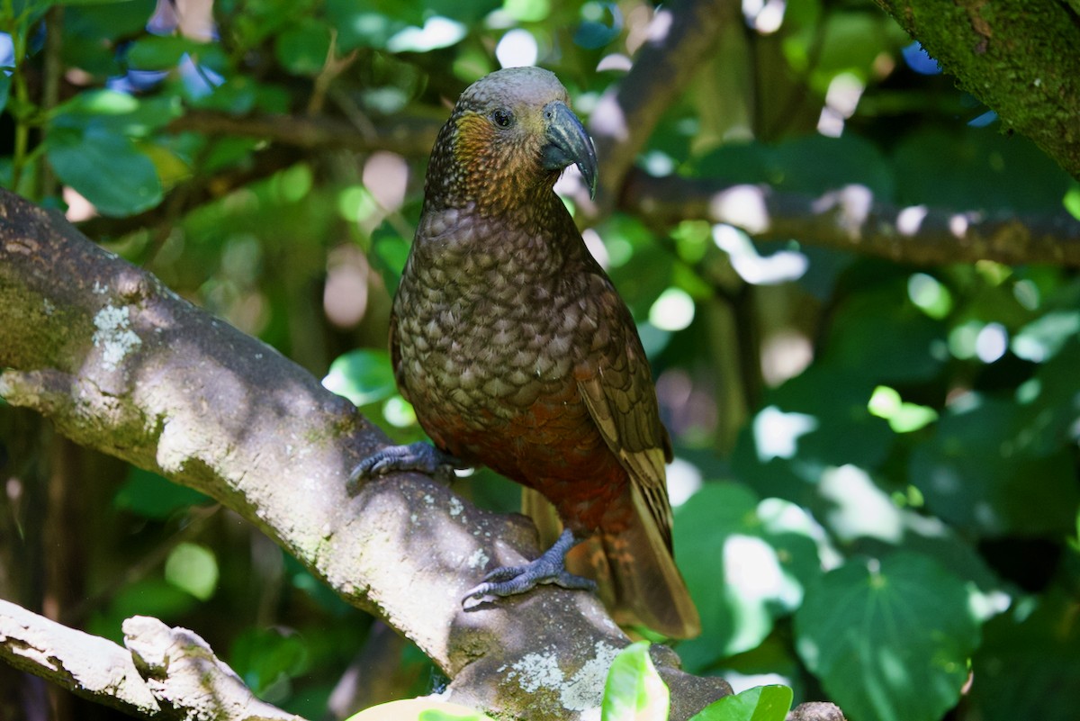 New Zealand Kaka - ML645878244