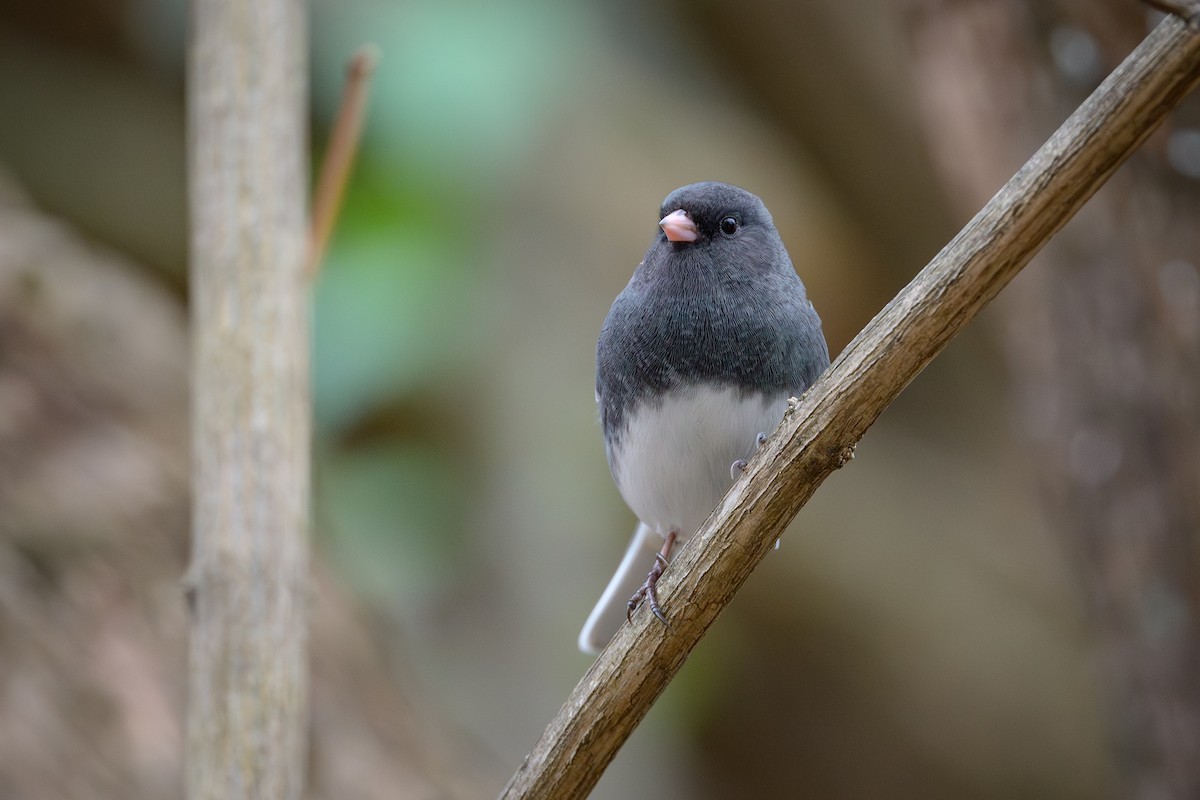 Dark-eyed Junco - ML645878245