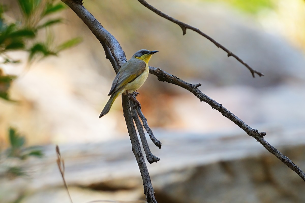 Gray-headed Honeyeater - ML645878246