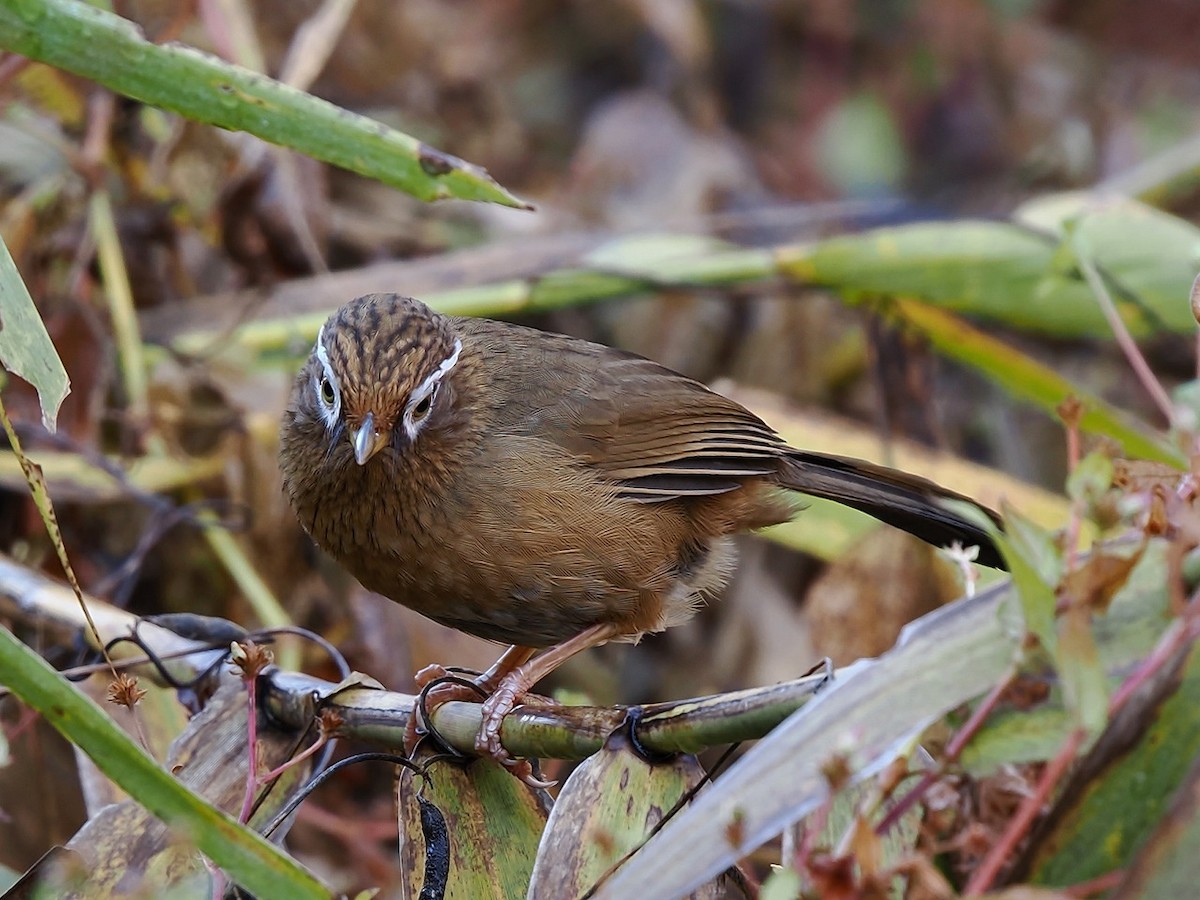 大陸畫眉 - ML645878247