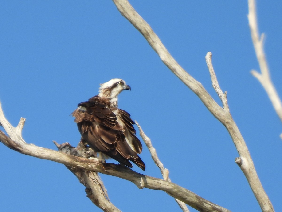 魚鷹 - ML645878248