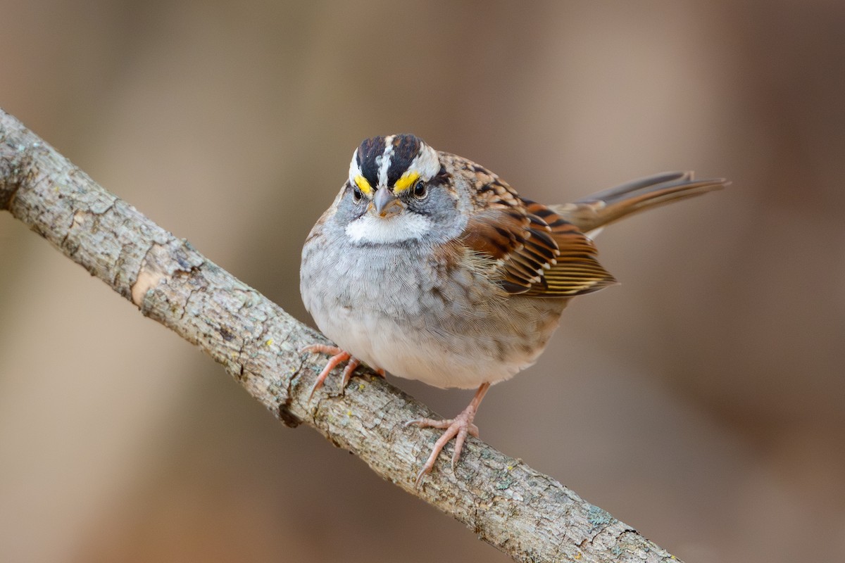 White-throated Sparrow - ML645878252