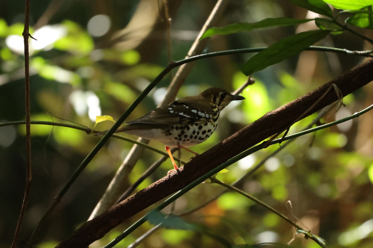 Spotted Ground-Thrush - ML645878253