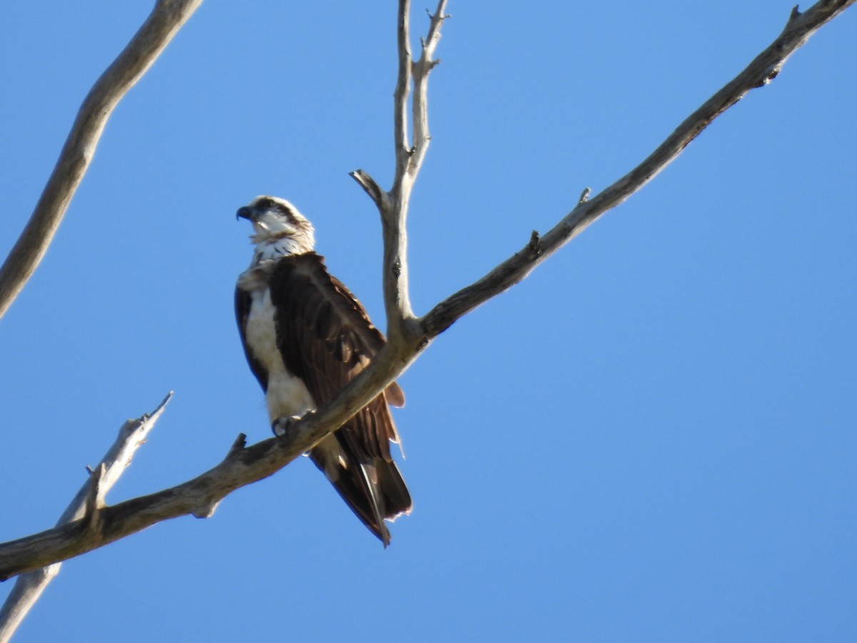 魚鷹 - ML645878254