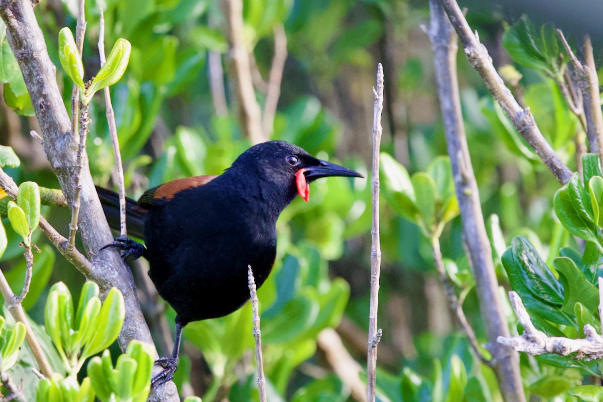North Island Saddleback - ML645878255