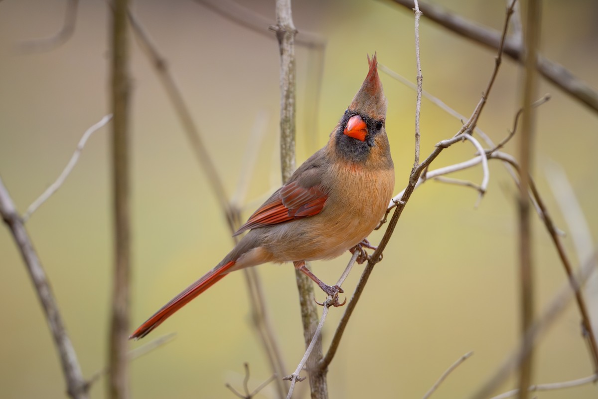 Northern Cardinal - ML645878256