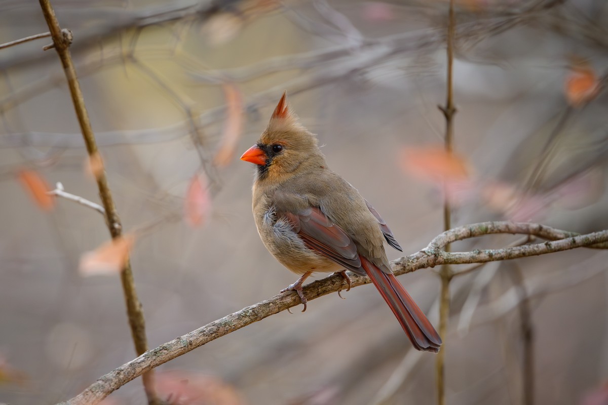 Northern Cardinal - ML645878257