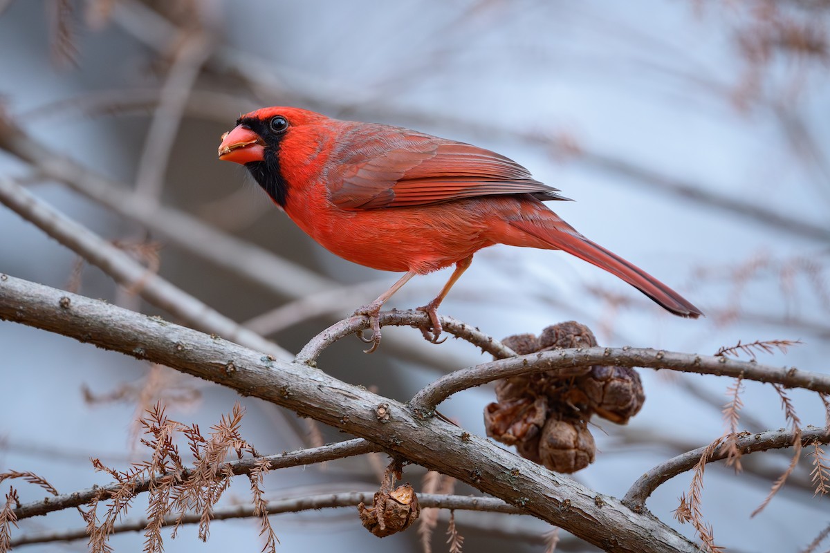 Northern Cardinal - ML645878258