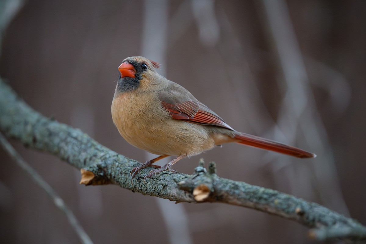 Northern Cardinal - ML645878259
