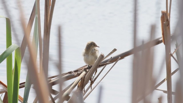 Очеретянка австралійська - ML645878261