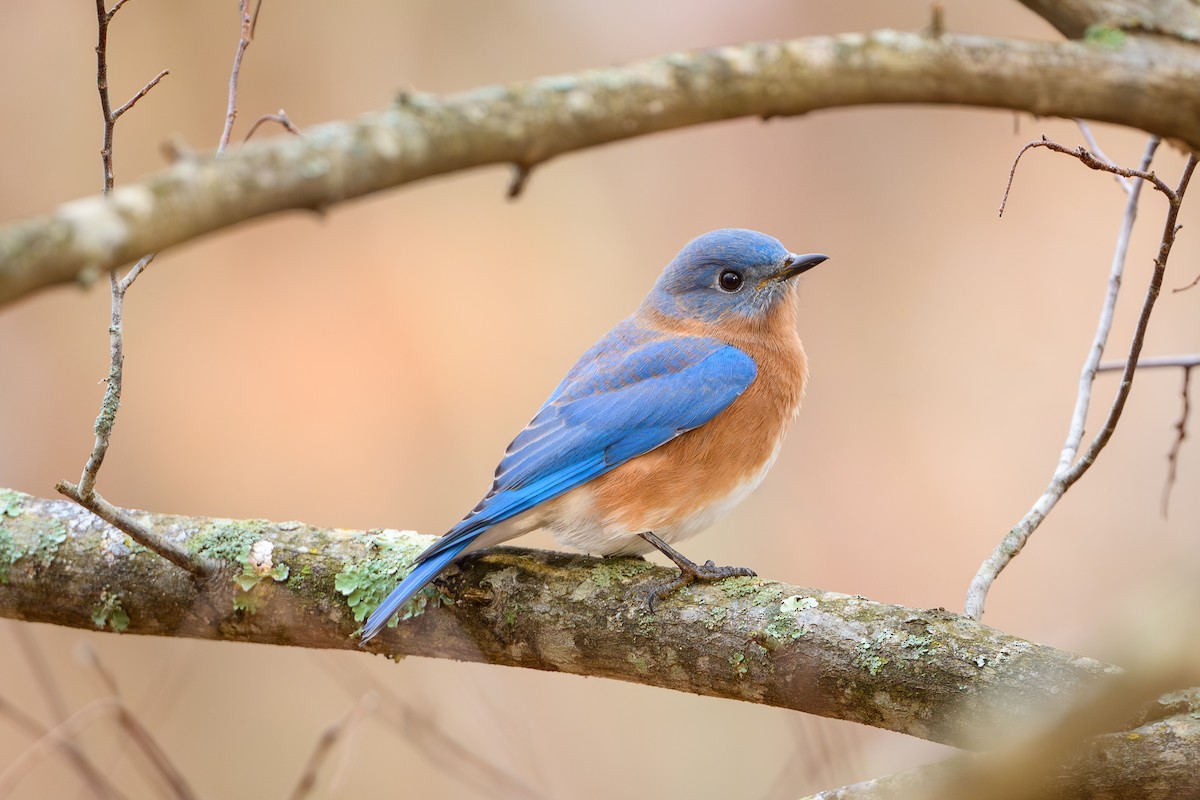 Eastern Bluebird - ML645878262